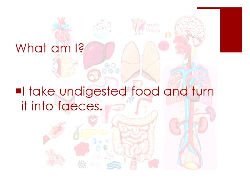 What am I?  I take undigested food and turn it into faeces.